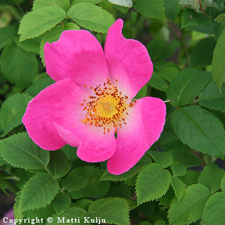 Rosa Gallica-Ryhmä 'Complicata', ranskanruusu